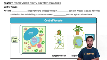 Central Vacuole