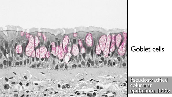 Microscopic appearance of pseudostratified columnar epithelium