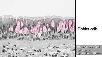 Microscopic appearance of pseudostratified columnar epithelium
