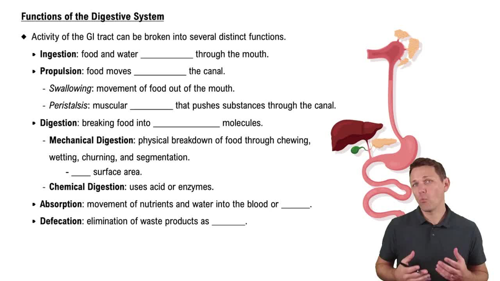 Functions of the Digestive System