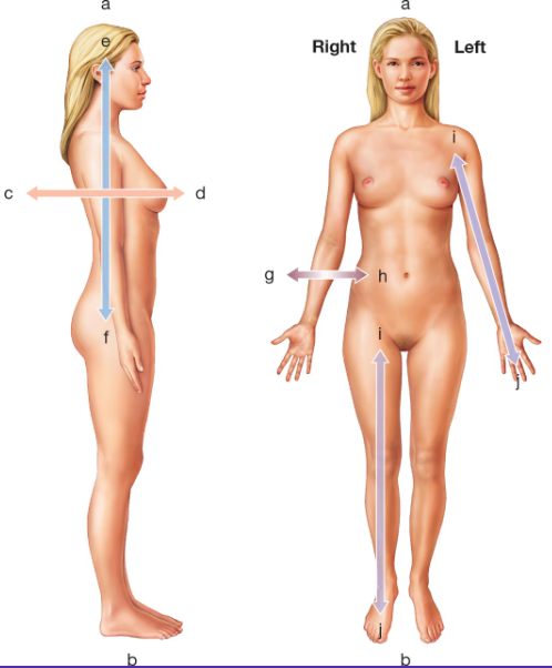 Side and front views of a female body with arrows indicating various directional anatomical terms.