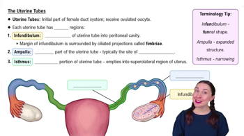 The Uterine Tubes