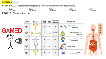 Classes of Antibodies