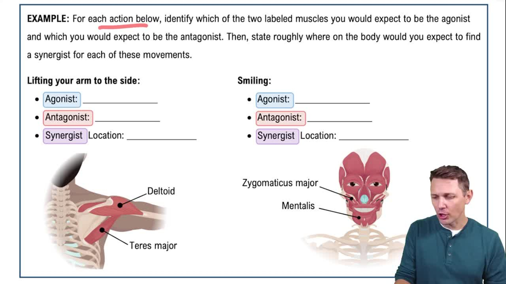 Muscle Actions Example 1