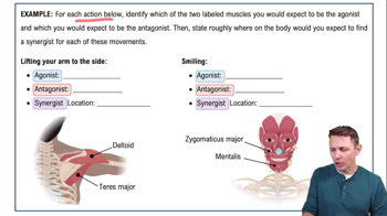 Muscle Actions Example 1
