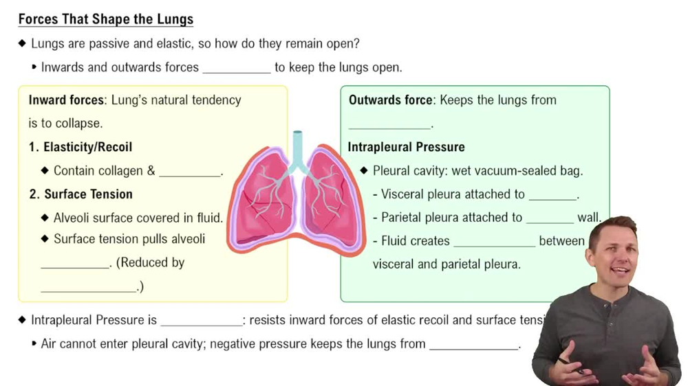 Forces That Shape the Lungs