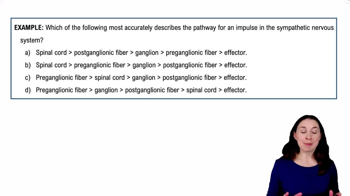 Sympathetic Nervous System Example 3