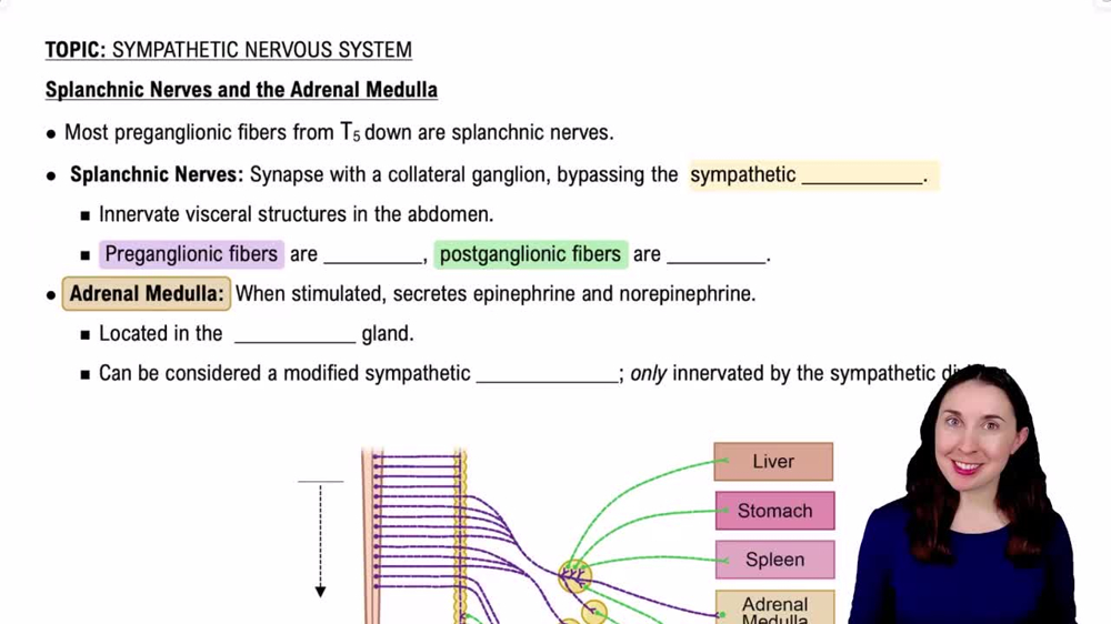 Splanchnic Nerves and the Adrenal Medulla