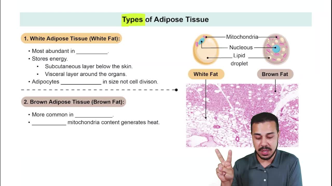 Types of Adipose Tissue