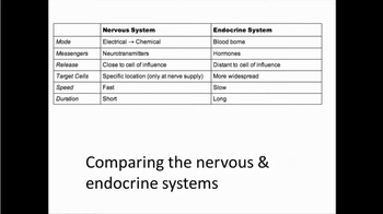 Compare the nervous & endocrine systems