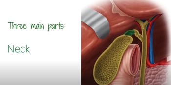 Gallbladder - Definition, Function & Location