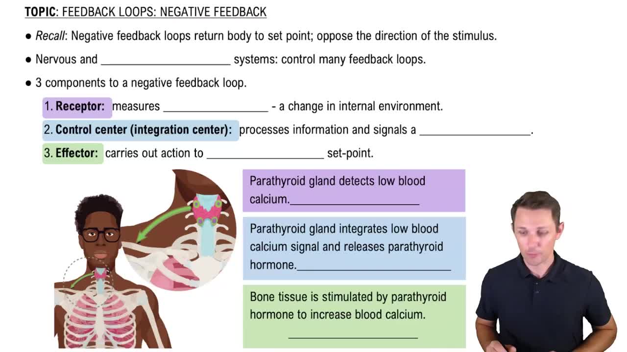 Negative Feedback Loops