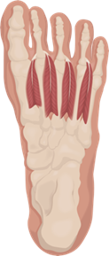 Top view illustration of foot muscles highlighting different fascicle arrangements for comparison.