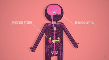 Endocrine System - Glands & Hormones