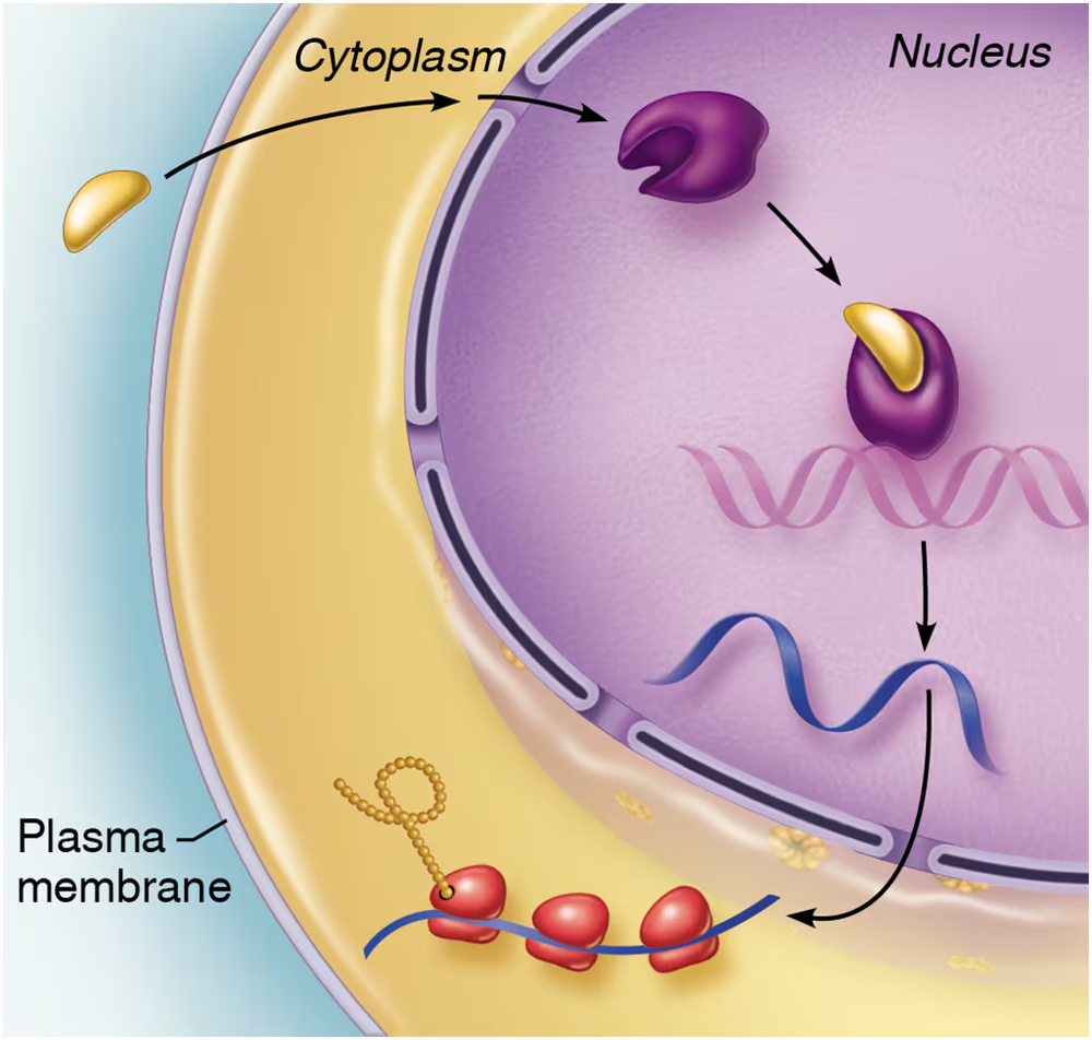 Illustration of hormone action mechanism: hormone binds to receptor, triggering gene expression in the nucleus. Example: steroid hormones.