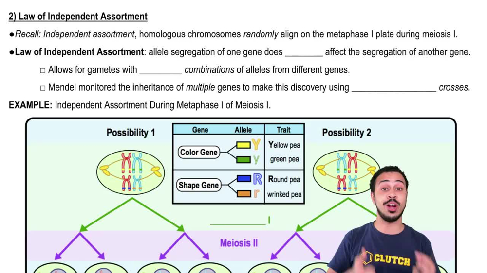 Law of Independent Assortment