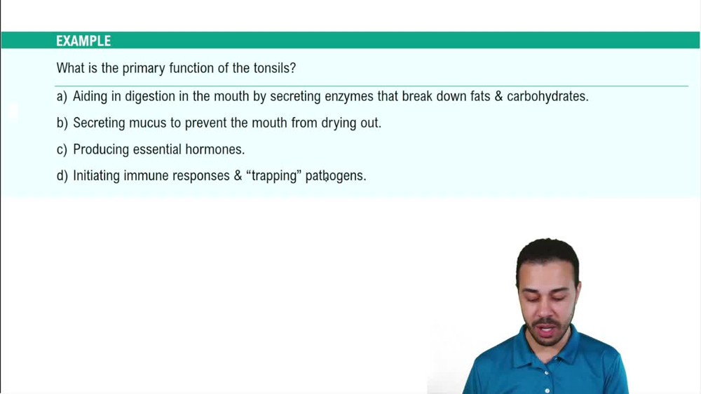Secondary Lymphoid Organs: MALT Example 2