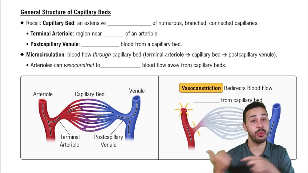 General Structure of Capillary Beds