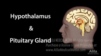 Hypothalamus and Pituitary Gland Functions