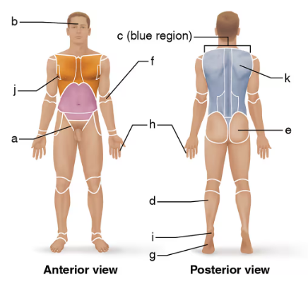 Front and back views of a human body with labeled anatomical regions for matching directional terms.