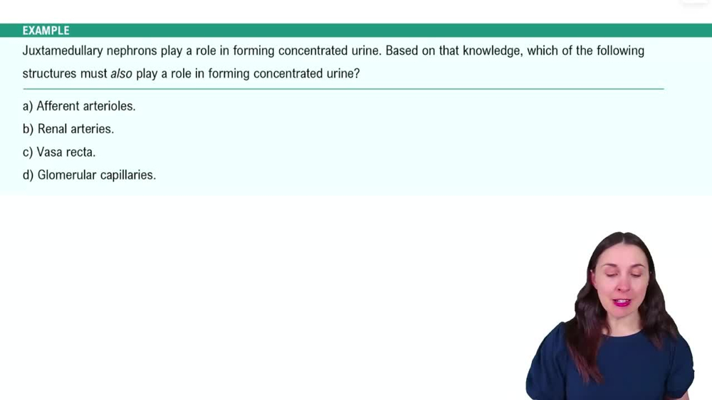 Blood Supply of the Kidneys Example 1