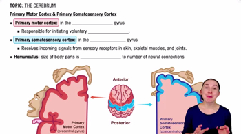 Primary Motor Cortex & Primary Somatosensory Cortex