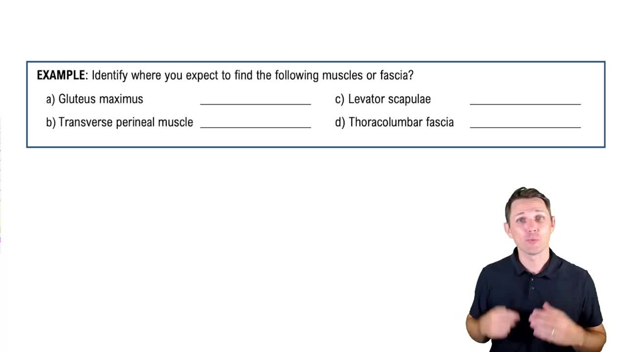 Anatomical Terms for the Back Example 1