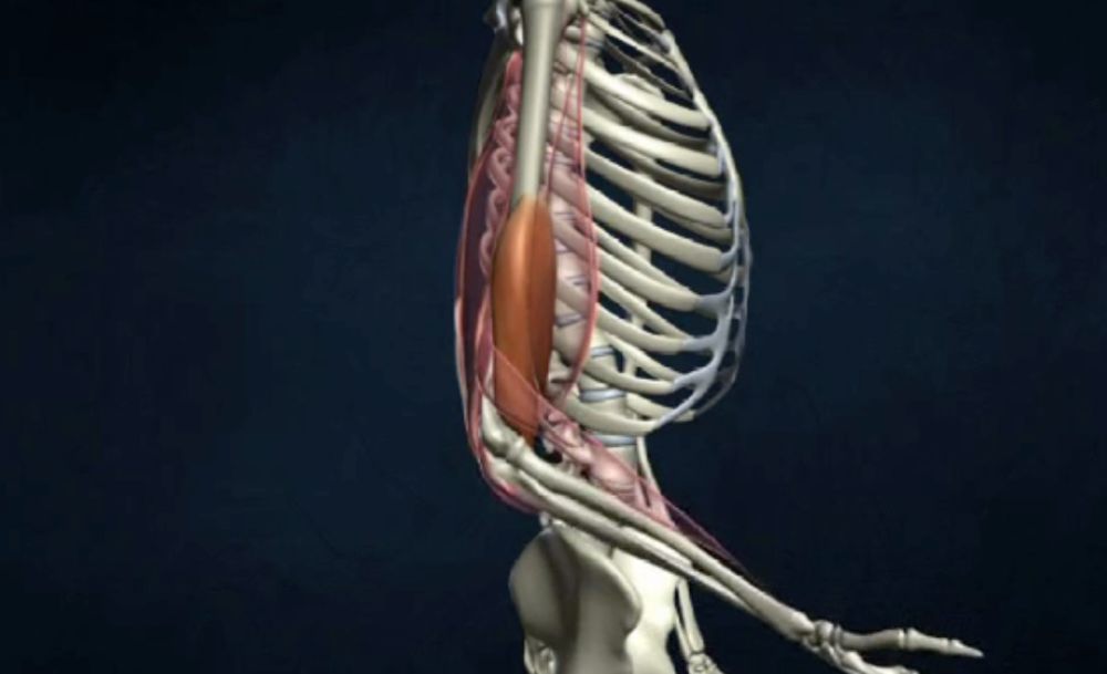 Movement At The Elbow Joint