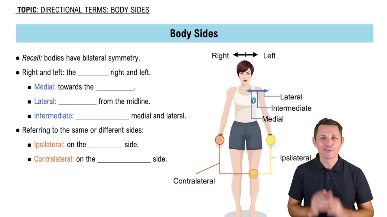Medial and Lateral