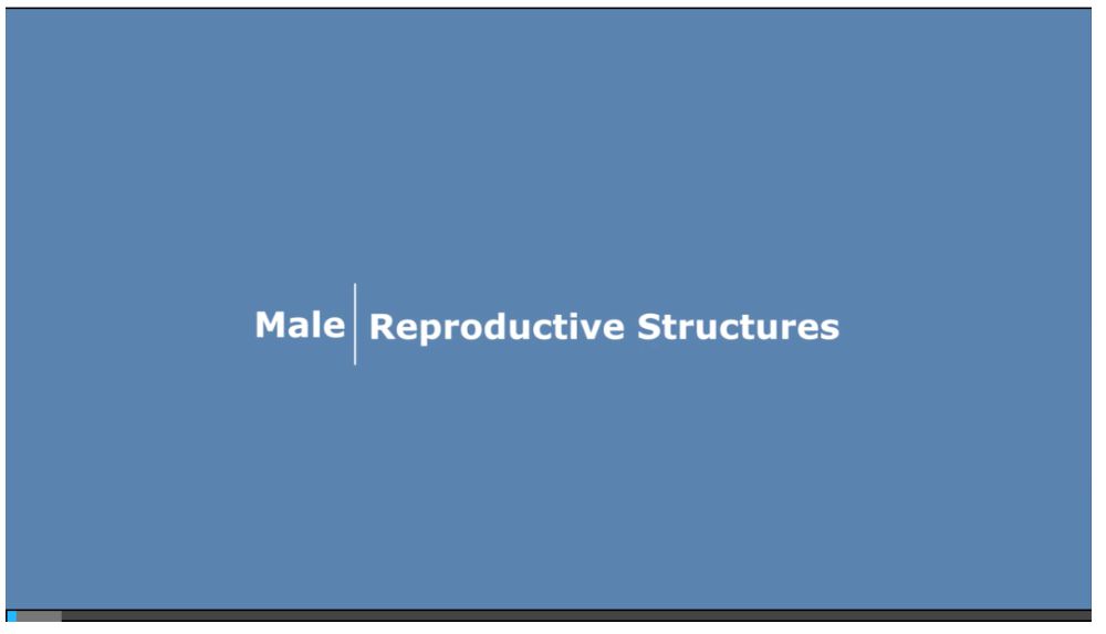 Male Reproductive structures