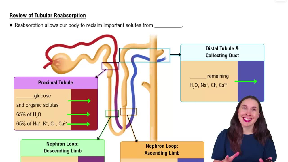Review of Tubular Reabsorption
