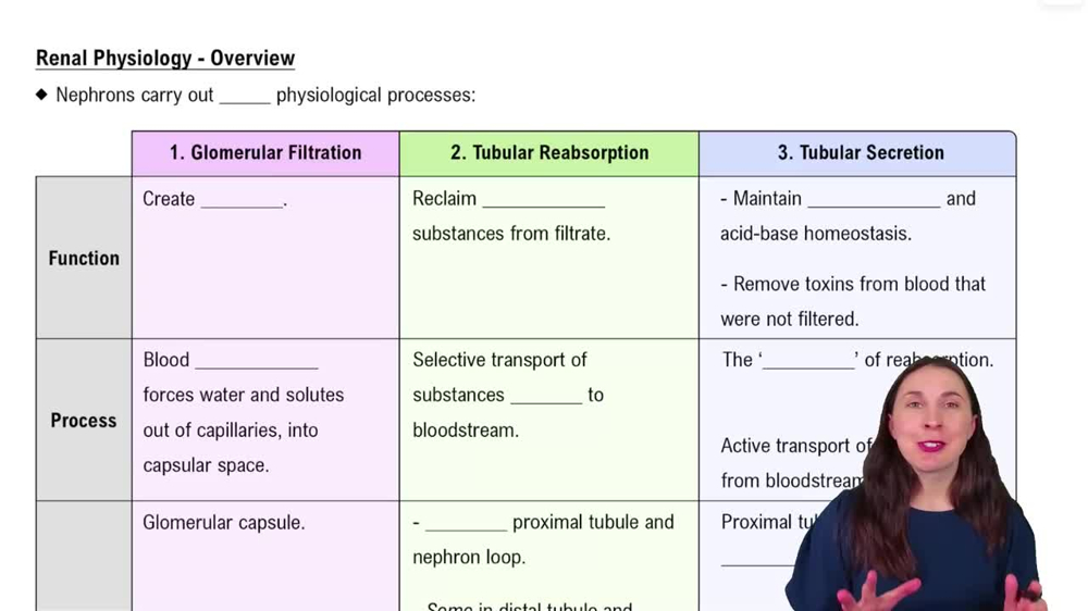 Overview of Renal Physiology