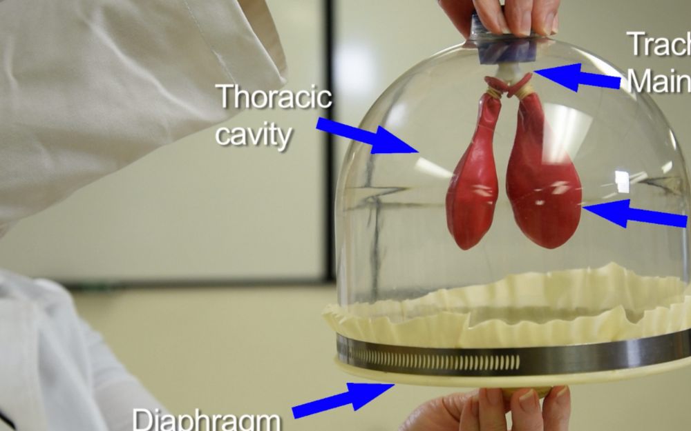 PreLab Video Model Lung