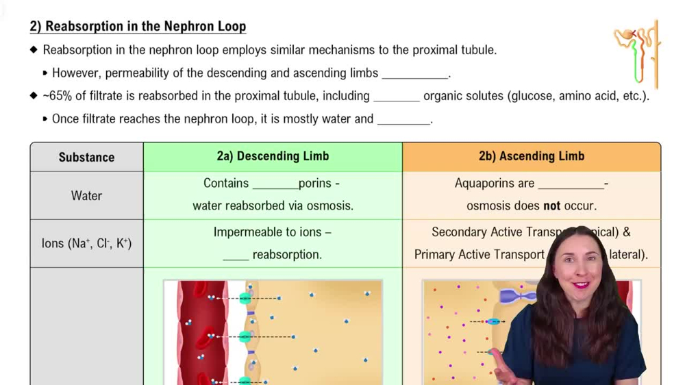 2) Reabsorption in the Nephron Loop