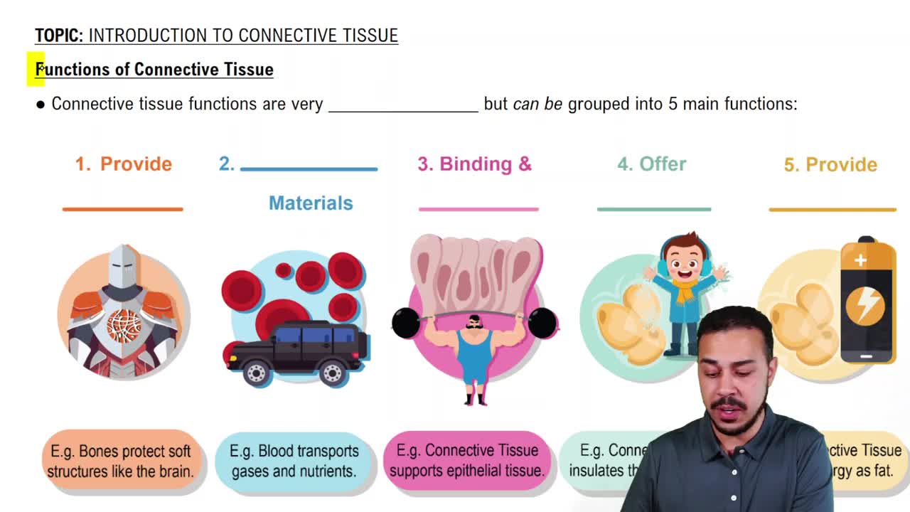 Functions of Connective Tissue