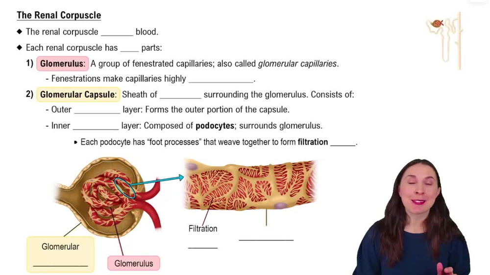 The Renal Corpuscle