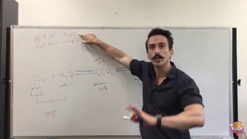 Bicarbonate Buffer System