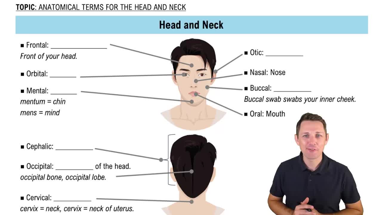 The Head and Neck
