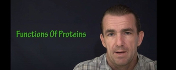 Functions & Importance Of Protein 