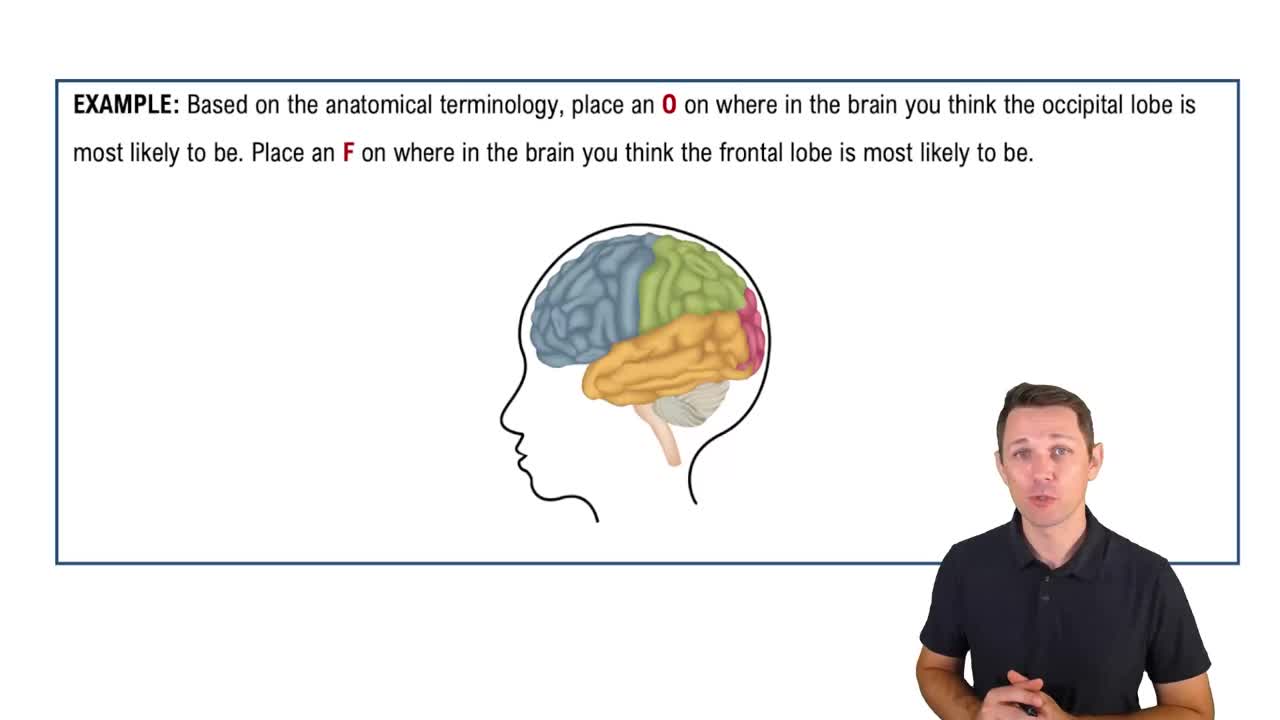 Anatomical Terms for the Head and Neck Example 1