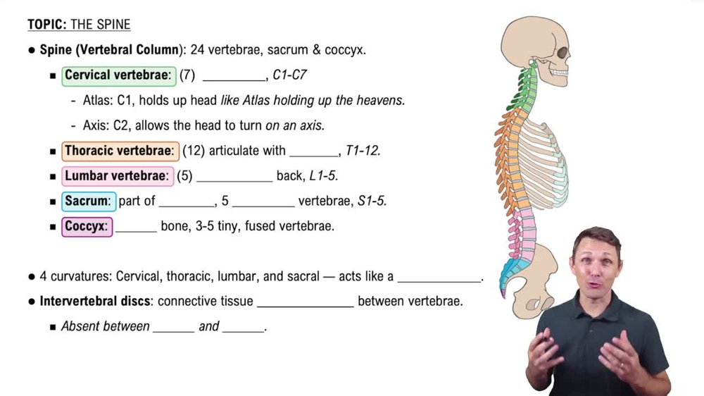 Spine (Vertebral Column)