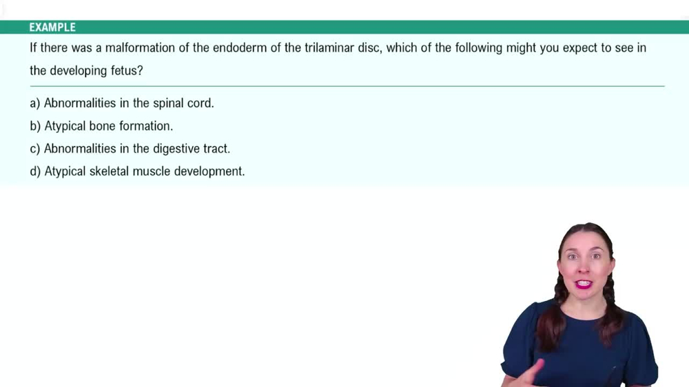 Embryonic Development (Weeks 3-8) Example 2