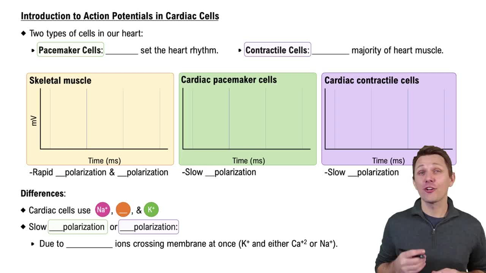 Introduction to Action Potential in Cardiac Cells