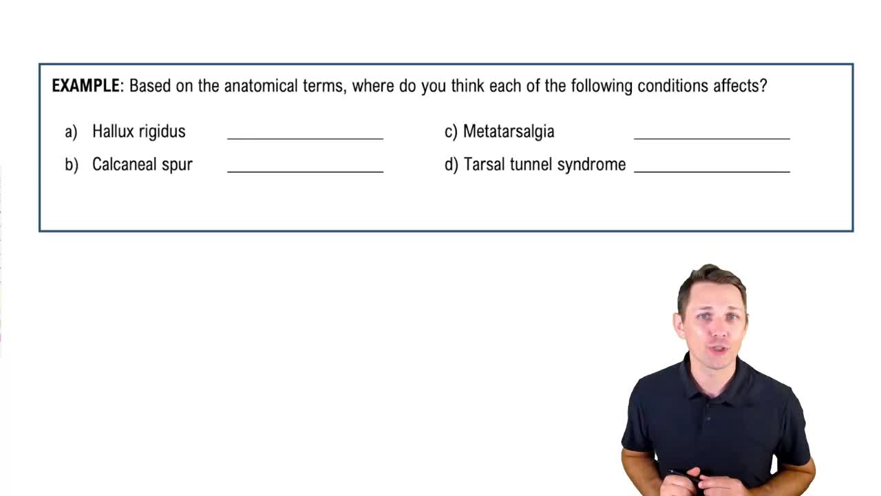 Anatomical Terms for the Leg and Foot Example 2