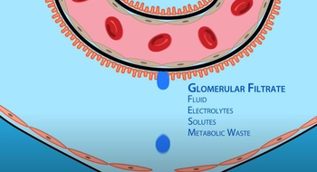 Glomerular Filtration: Net Ultrafiltration Pressure