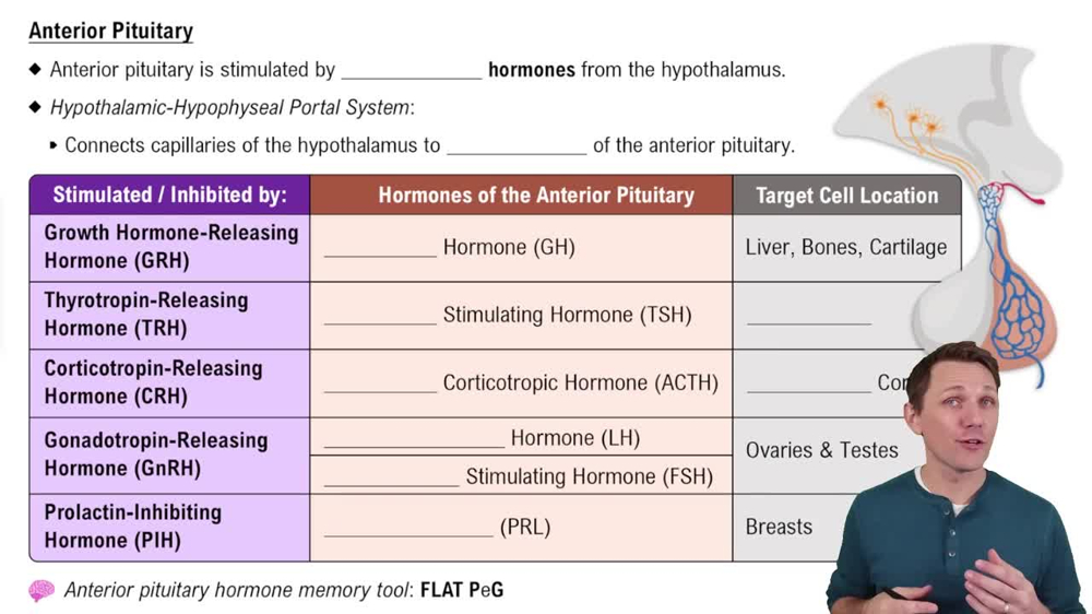 Anterior Pituitary