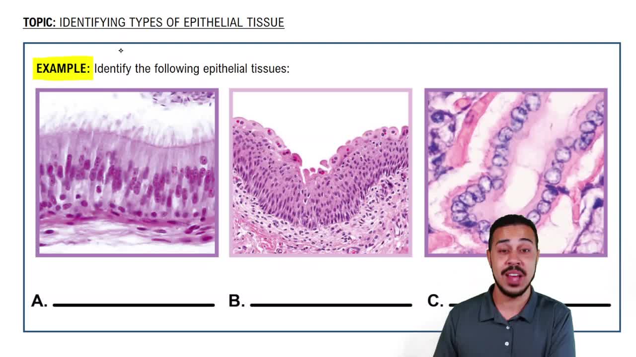 Identifying Types of Epithelial Tissue Example 1