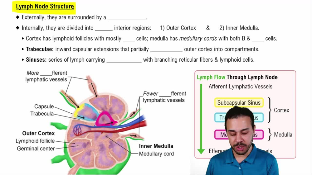 Lymph Node Structure