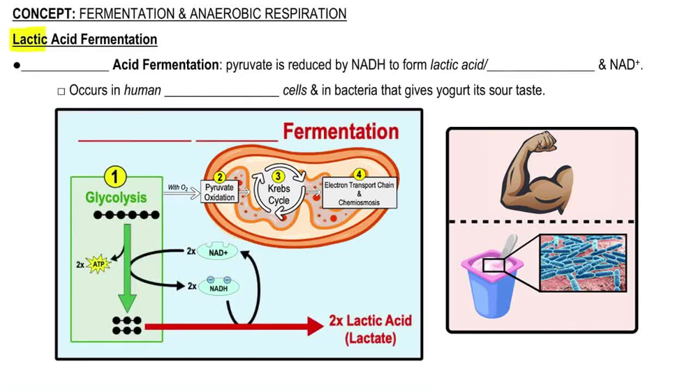Lactic Acid Fermentation