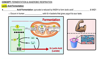 Lactic Acid Fermentation